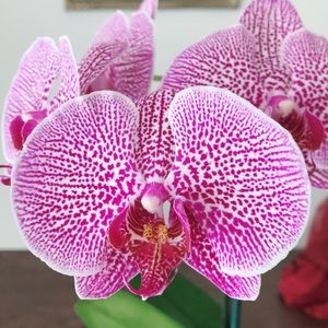 Meet your Posher, Annie